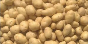 Jyoti a Grade Potato