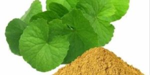 Bacopa Monnieri Extract