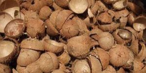 Coconut Shells