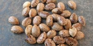 Castor Seeds