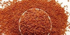 Cress Seeds