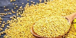 Yellow Mustard Seeds