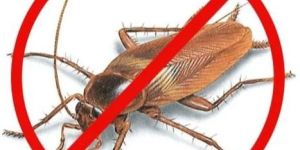 Cockroach Control Services