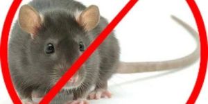 Rodent Control Services