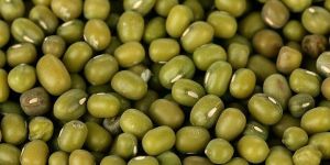 Green Mung Bean