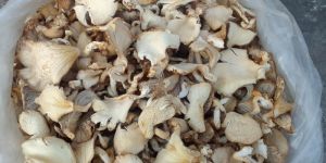 Dry Oyster Mushroom