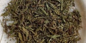 Dry Stevia Leaf