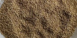 Organic White Quinoa Seeds