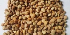 Safed Musli Seeds