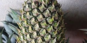 Pineapple