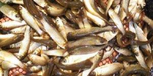 Grass Carp Fish Seeds