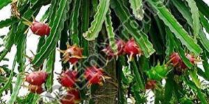 Dragon Fruit Plant