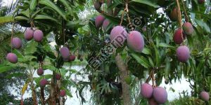 Grafted Black Mango Plant