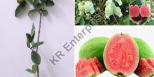 Grafted Red Guava Plant
