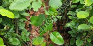 Red Sandalwood Plant