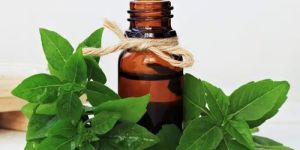 Holy Basil Essential Oil