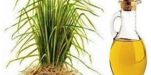 Vetiver Essential Oil