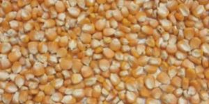 Dried Maize