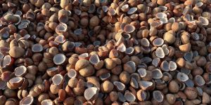 Coconut Copra