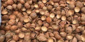 Coconut Shell