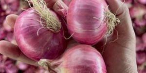 Pink Onion