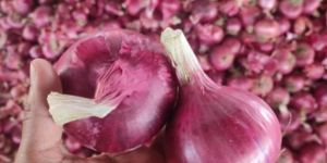 Fresh Red Onion