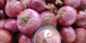Nashik Garwa Onion