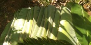 Banana Leaf