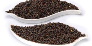 Mustard Seeds