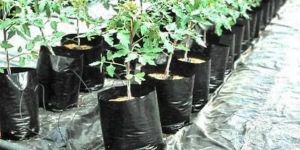 Nursery Bags