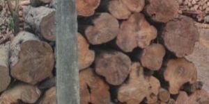 Kerala Teak Wood Logs