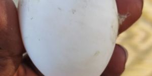 Hatching Duck Eggs