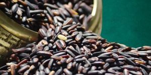 Organic Black Rice