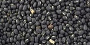 Black Gram Seeds