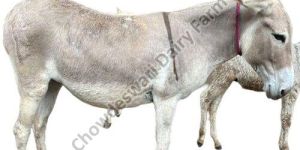 Live Big Katwadi Donkey