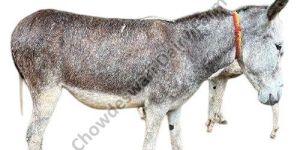 LIve Rajasthan Donkey