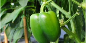 Capsicum Green