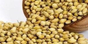 Coriander Seeds