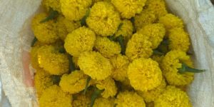 Marigold Flowers