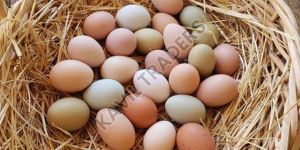 Chicken Eggs