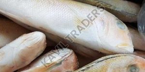 Frozen Kadma Fish