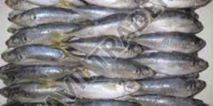 Frozen Mackerel Fish