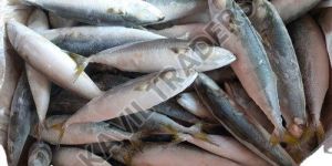 Frozen Sardine Fish