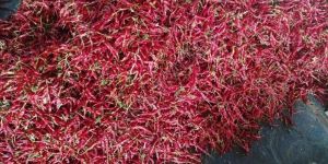 Teja Red Chilli
