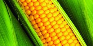 Animal Feed Yellow Maize Seeds