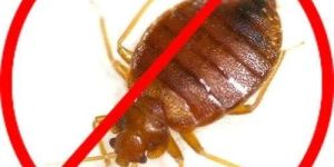 Bed Bug Pest Control Service