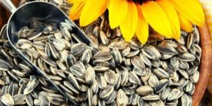 Sunflower Seeds