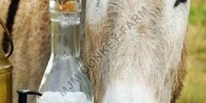 FRESH DONKEY MILK
