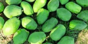 Raw Papaya