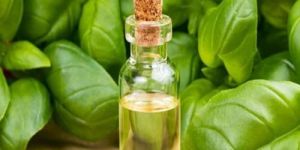 Basil Essential Oil